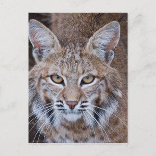 Bobcat Gesicht Postkarte