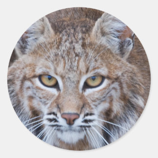 Bobcat Gesicht Runder Aufkleber