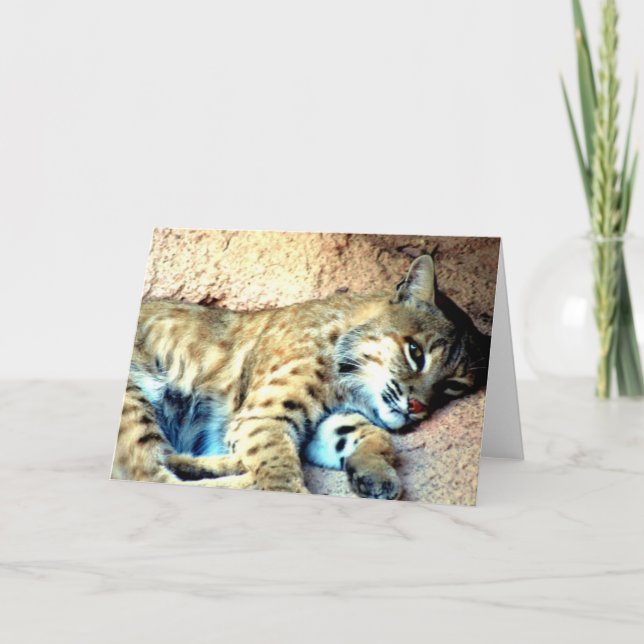 Bobcat Habitat Grußkarte Karte (Vorderseite)