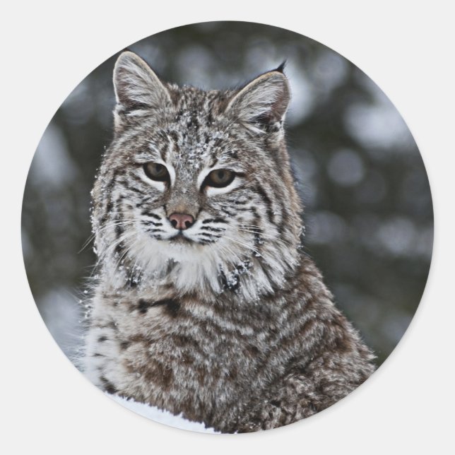 Bobcat im Schnee Runder Aufkleber (Vorderseite)