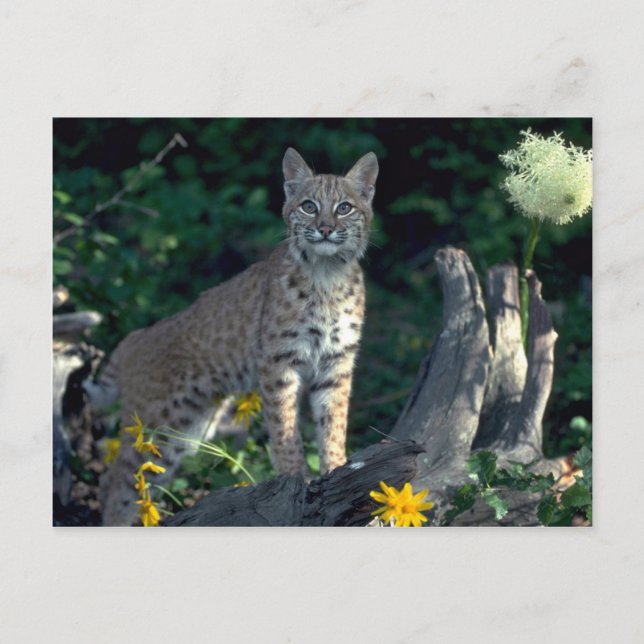 Bobcat in gelben Gänsen und Bärengras in Blüte Postkarte (Vorderseite)