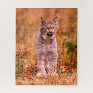 Bobcat Jagd Herbstwald