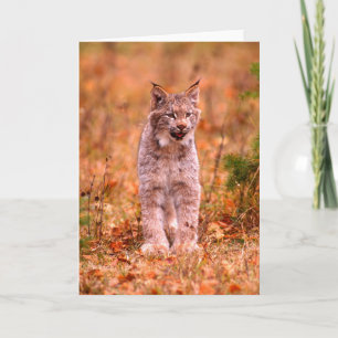 Bobcat Jagd   Herbstwald Karte
