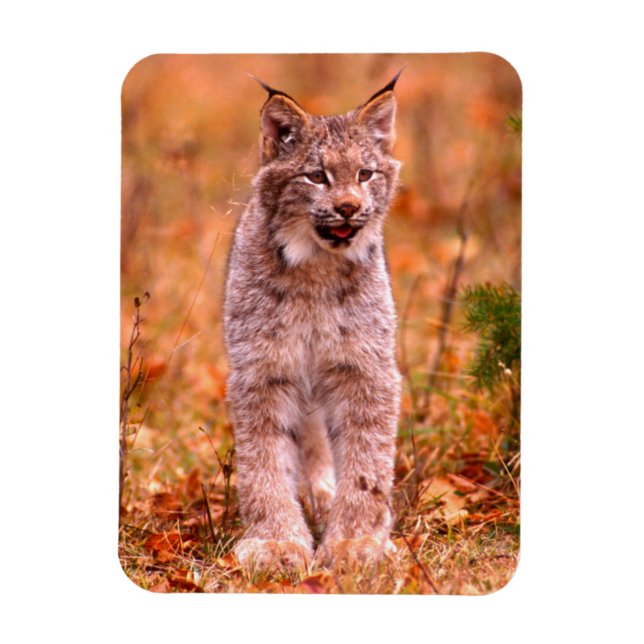Bobcat Jagd | Herbstwald Magnet (Vertikal)