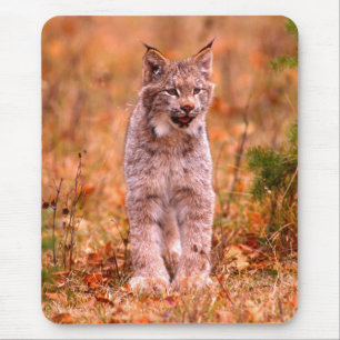 Bobcat Jagd Herbstwald Mousepad