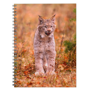 Bobcat Jagd Herbstwald Notizblock