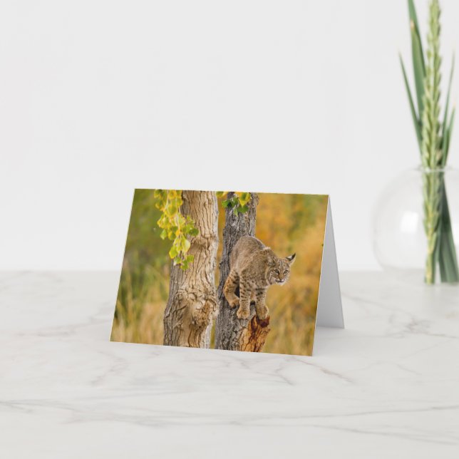 Bobcat Karte (Vorderseite)