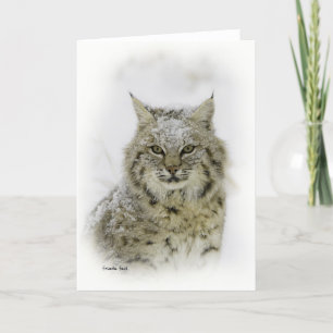 Bobcat Karte