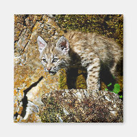 Bobcat Kitten auf den Felsen