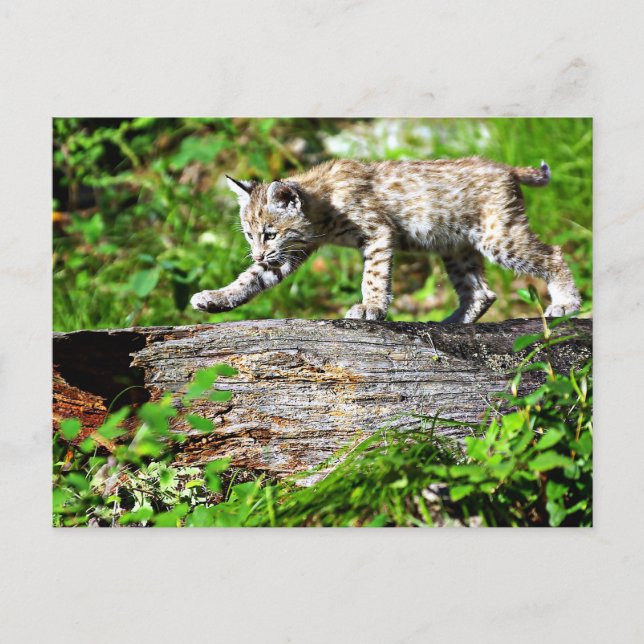 Bobcat Kitten auf der Schüssel Postkarte (Vorderseite)