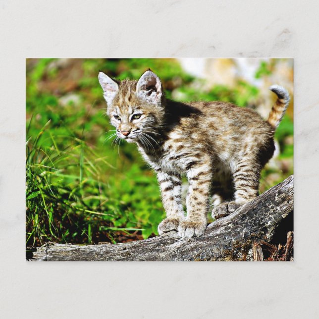 Bobcat Kitten Postkarte (Vorderseite)