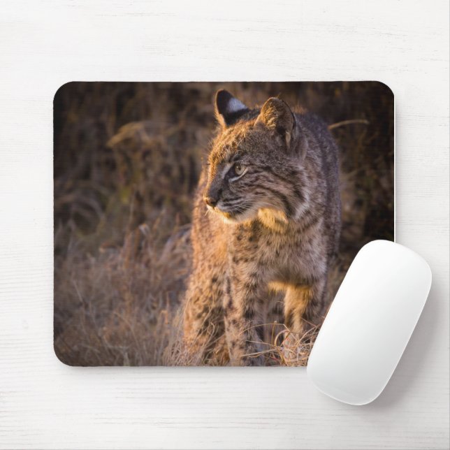Bobcat mit dem Abend Sun Mouse Pad Mousepad (Mit Mouse)
