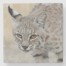 Bobcat Portrait Stone Untersetzer