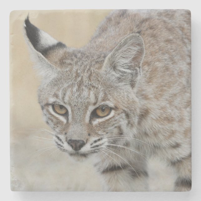 Bobcat Portrait Stone Untersetzer (Vorderseite)