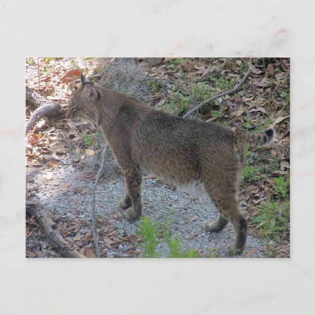 Bobcat Postkarte (Vorderseite)