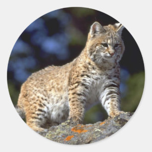 Bobcat Runder Aufkleber