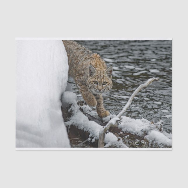Bobcat Schneewasser-Foto Seidenpapier (Vorderseite)
