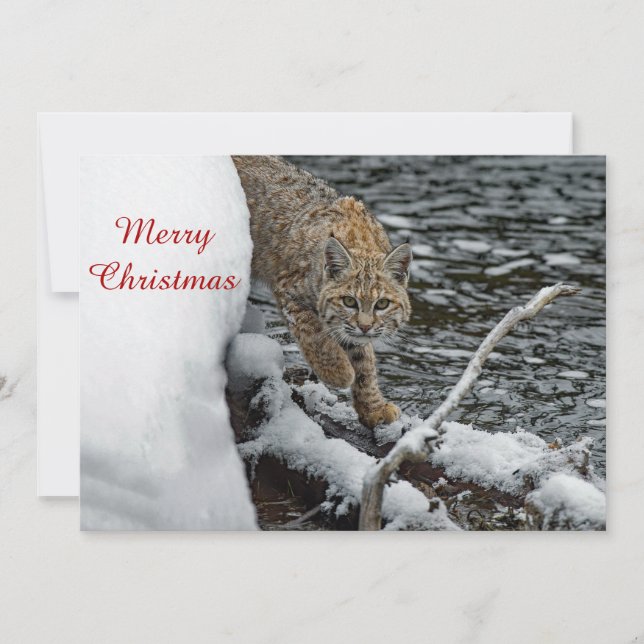 Bobcat Snow Water Foto Weihnachtswohnung Feiertagskarte (Vorderseite)