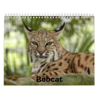 BobcatBCR031, Rotluchs Kalender