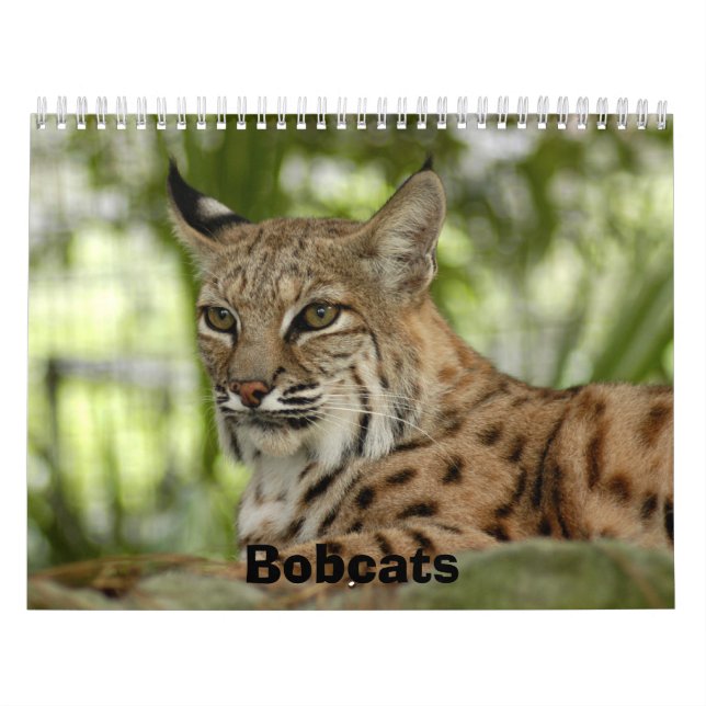 BobcatBCR032, Rotluchse Kalender (Titelbild)