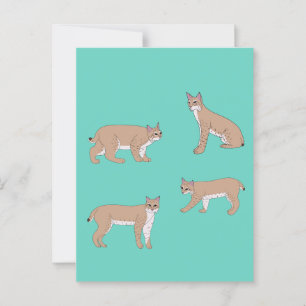 Bobcats Postkarte