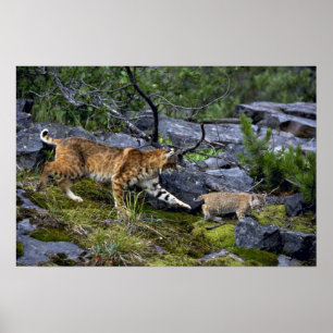 Bobcats-Summer-Mom mit kleinen Kätzchen Poster