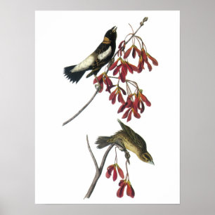 Bobolink von Audubon Poster