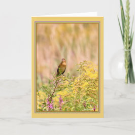 Bobolink, weiblich/nichtzucht karte