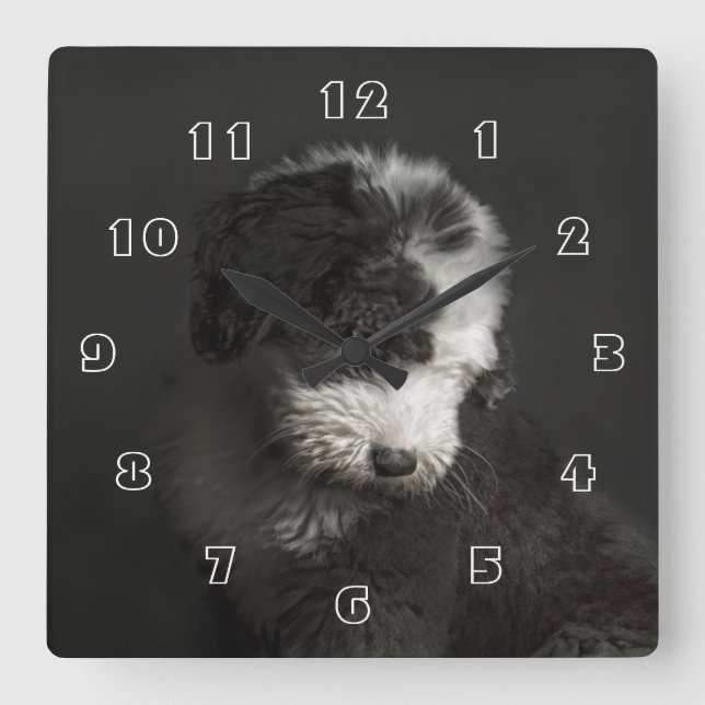 Bobtail puppy portrait in studio quadratische wanduhr (Vorderseite)