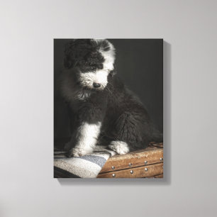 Bobtail Welpenportrait im Studio Leinwanddruck