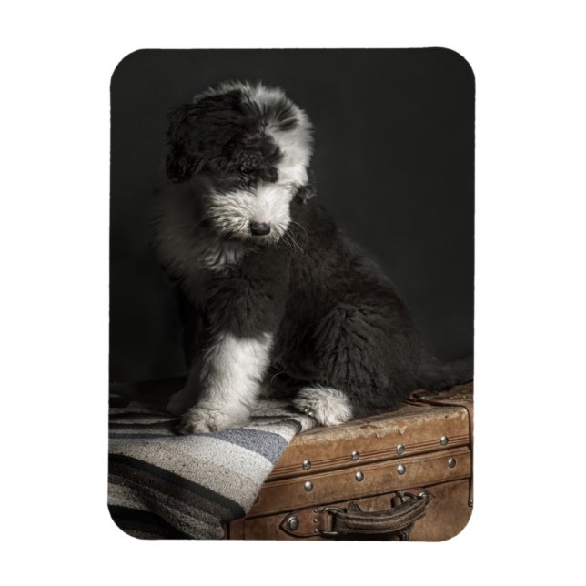 Bobtail Welpenportrait im Studio Magnet (Vertikal)