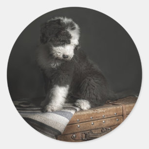 Bobtail Welpenportrait im Studio Runder Aufkleber