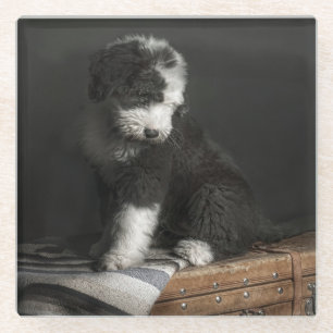 Bobtail Welpenporträt im Studio Glasuntersetzer