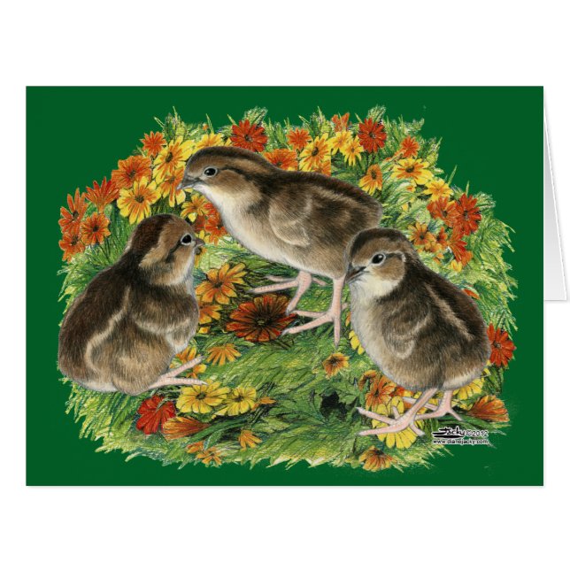 Bobwhite Garden Chicks (Vorderseite (Horizontal))