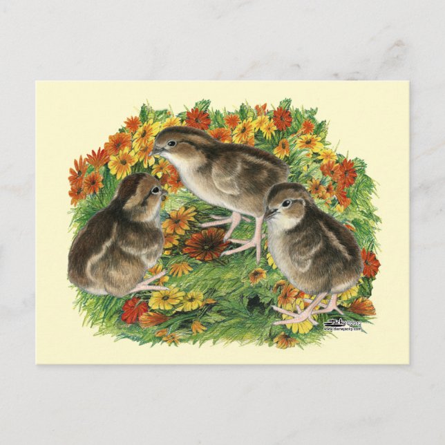 Bobwhite Garden Chicks Postkarte (Vorderseite)