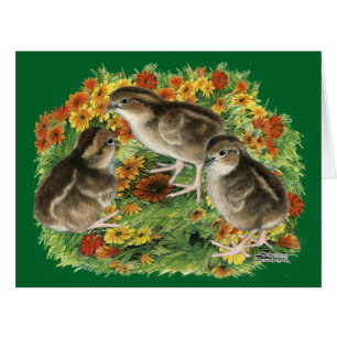 Bobwhite-Gartenküken