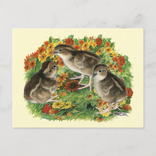 Bobwhite-Gartenküken Postkarte