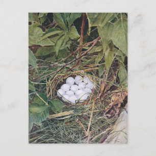 Bobwhite-Nest voll mit Eiern Postkarte