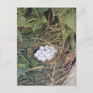 Bobwhite Nest voller Eier Postkarte