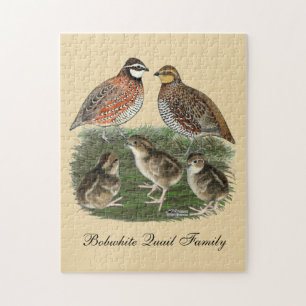 Bobwhite Quail