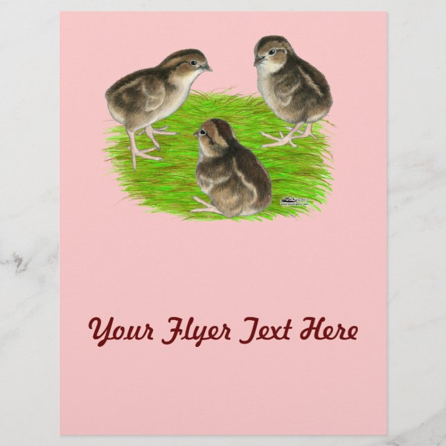 Bobwhite Quail Chicks Flyer (Vorne)