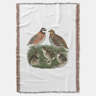 Bobwhite Quail Decke