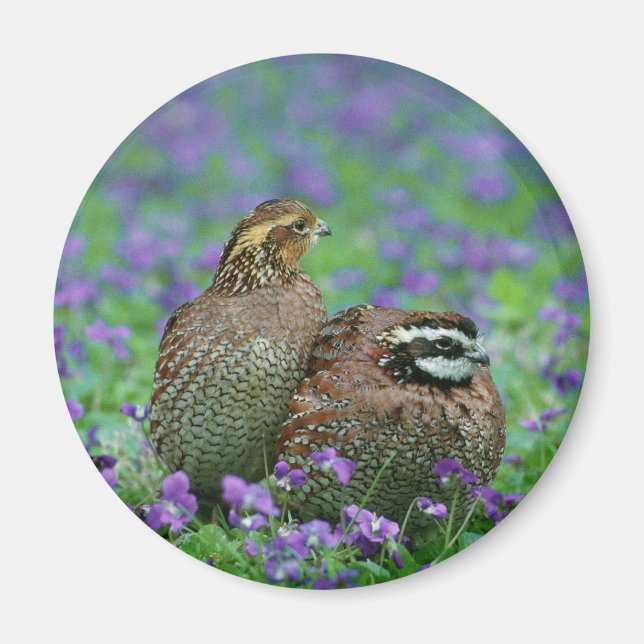 Bobwhite Quail Fotografie Magnet (Vorne)