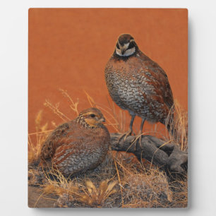 Bobwhite Quail (Georgia, Missouri und Tennessee) Fotoplatte