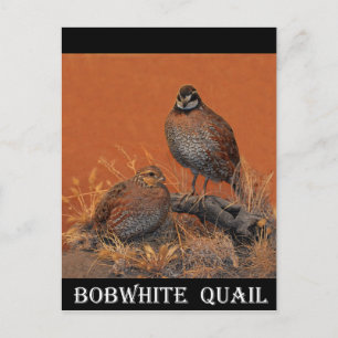 Bobwhite Quail (Georgia, Missouri und Tennessee) Postkarte