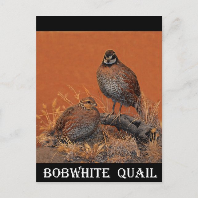 Bobwhite Quail (Georgia, Missouri und Tennessee) Postkarte (Vorderseite)