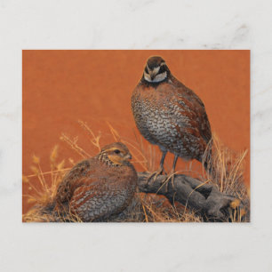 Bobwhite Quail (Georgia, Missouri und Tennessee) Postkarte