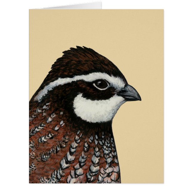 Bobwhite Quail Head (Vorderseite)