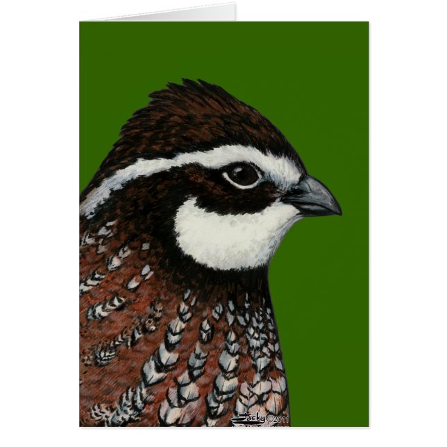 Bobwhite Quail Head (Devant)