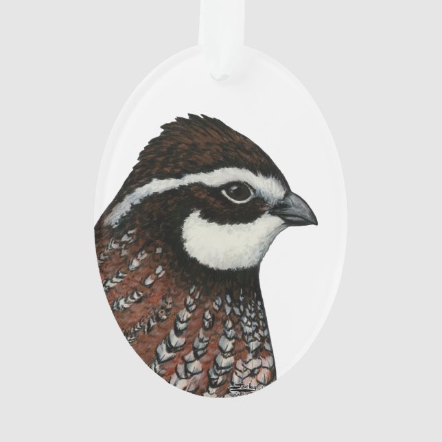 Bobwhite Quail Head (dos)